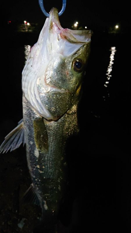 芦屋川河口でシーバス