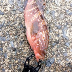 いつものロックフィッシュ