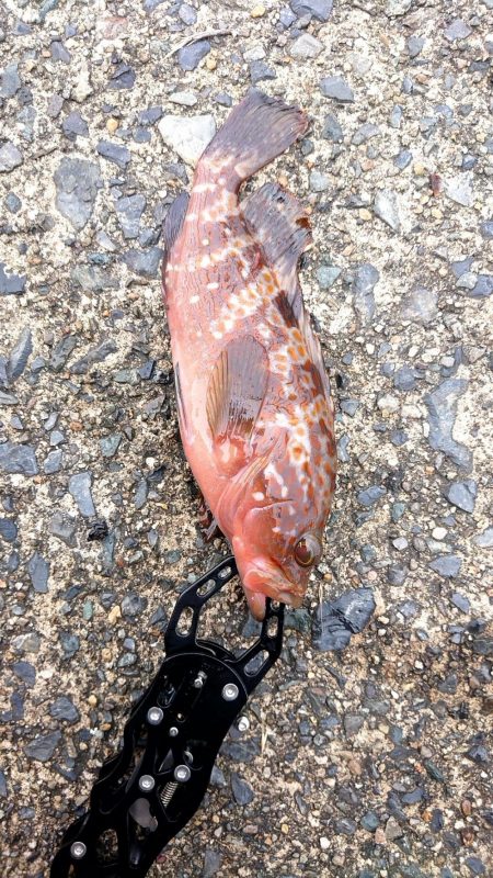 いつものロックフィッシュ