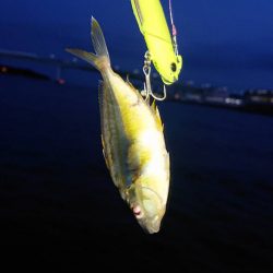 芦屋川河口シーバス