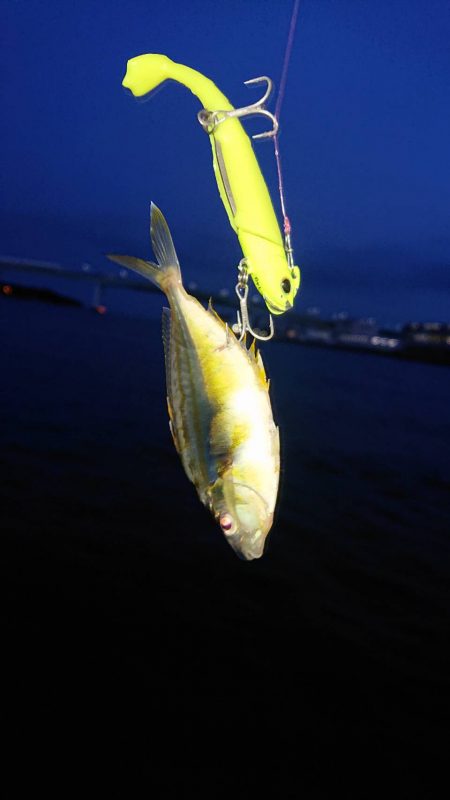 芦屋川河口シーバス