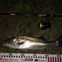 ナイトシーバス