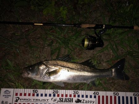 ナイトシーバス