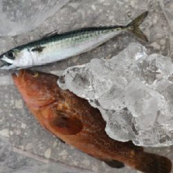 キジハタ、サバ