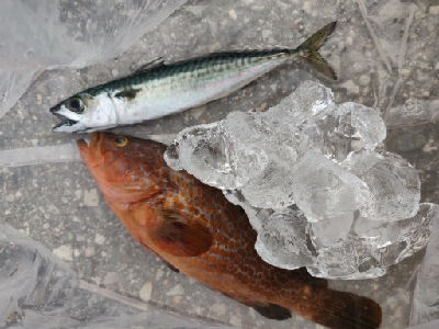 キジハタ、サバ