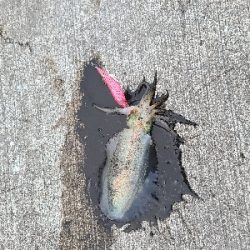 朝マヅメにリベンジエギング