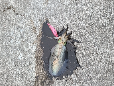 朝マヅメにリベンジエギング