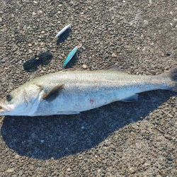 ランカー出ました