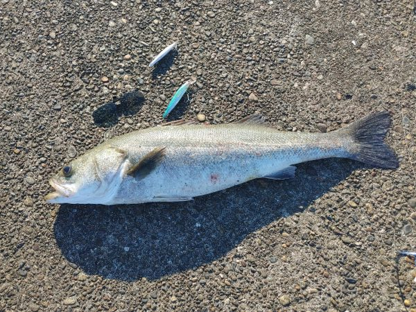 ランカー出ました