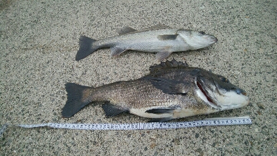 『釣りデビュー❤』174日目…