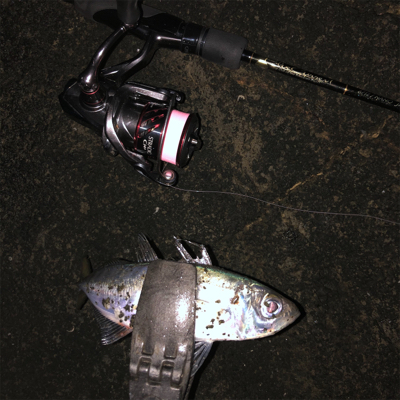 2021 佐渡ヶ島ライトゲーム&エギング