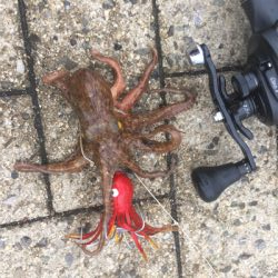 日曜にタコ散歩は厳しい。。