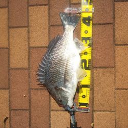 サイズ更新　～辰巳橋～