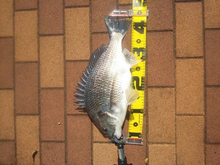 サイズ更新　～辰巳橋～