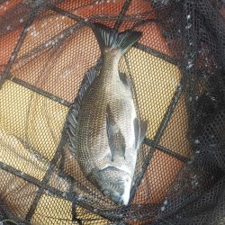 短時間釣行　～辰巳橋～