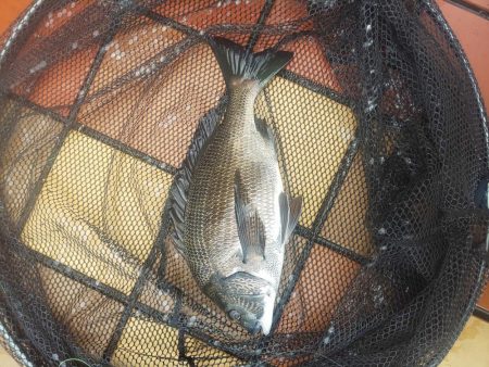 短時間釣行　～辰巳橋～