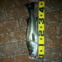 電気ウキでウキフカセ ~潮見~