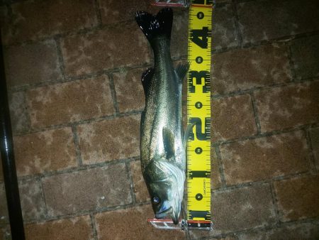 電気ウキでウキフカセ　～潮見～