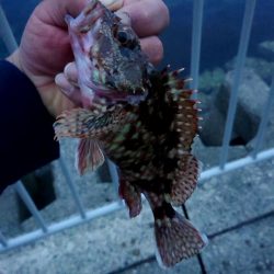 いつ行っても釣れるガシラ