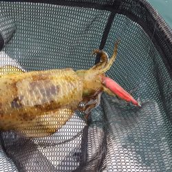 激シブエギング