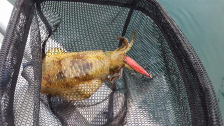 激シブエギング