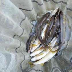 和歌山鮎だより