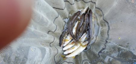 和歌山鮎だより