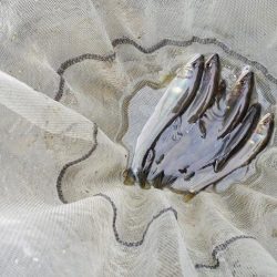 解禁日から1週間