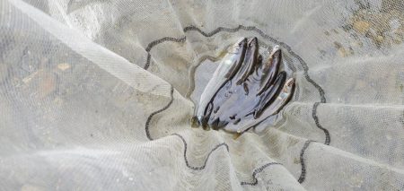 解禁日から1週間