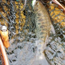 綺麗な夏ヤマメ