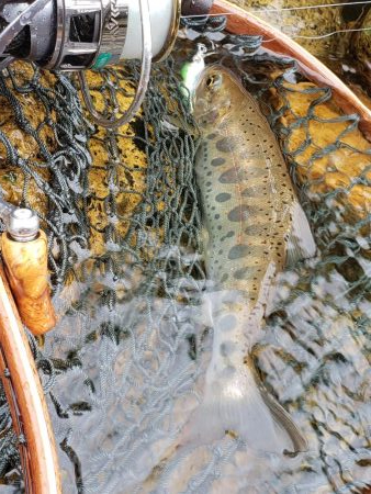 綺麗な夏ヤマメ