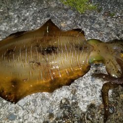 久しぶりのナイトエギング♪