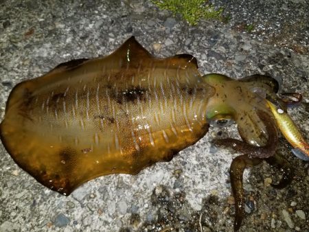 久しぶりのナイトエギング♪