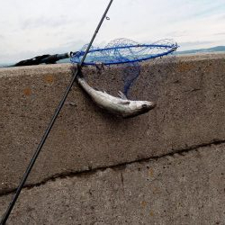 先週に引き続き釣果アリ