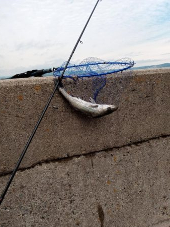 先週に引き続き釣果アリ