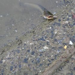 武庫川で半夜釣り