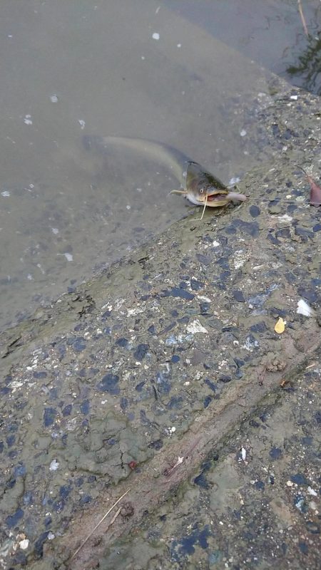 武庫川で半夜釣り