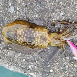 チビアオリ(^^)(–;)