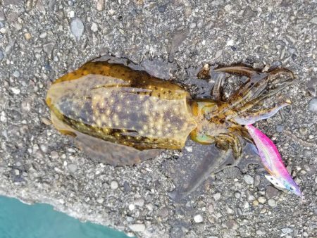 チビアオリ(^^)(–;)