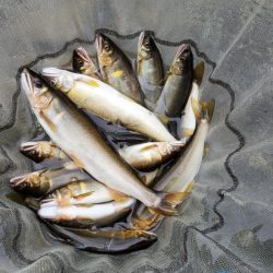 4度目の鮎釣り