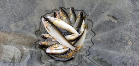 4度目の鮎釣り