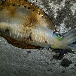 梅雨エギング♪