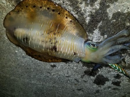 梅雨エギング♪