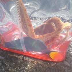 オトメベラGET!!