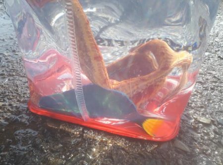 オトメベラGET!!　