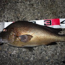 久しぶりの好釣果