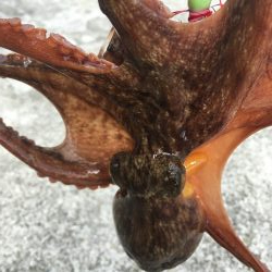 タコフィネスで6杯