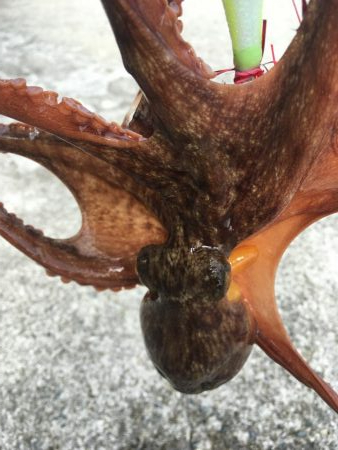 タコフィネスで6杯