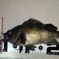 良型めばる　まだいました