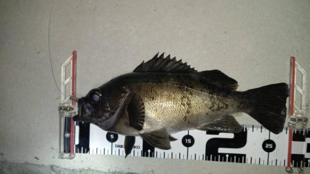 良型めばる　まだいました